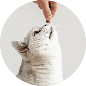 shop premium cat treats from ruff life in illinois